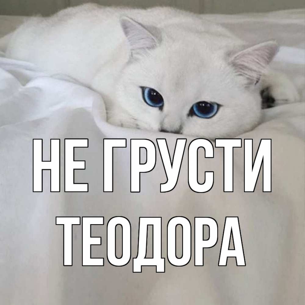 Открытка на каждый день с именем, Теодора Не грусти белый кот с голубыми глазами на белоснежной кровати Прикольная открытка с пожеланием онлайн скачать бесплатно 