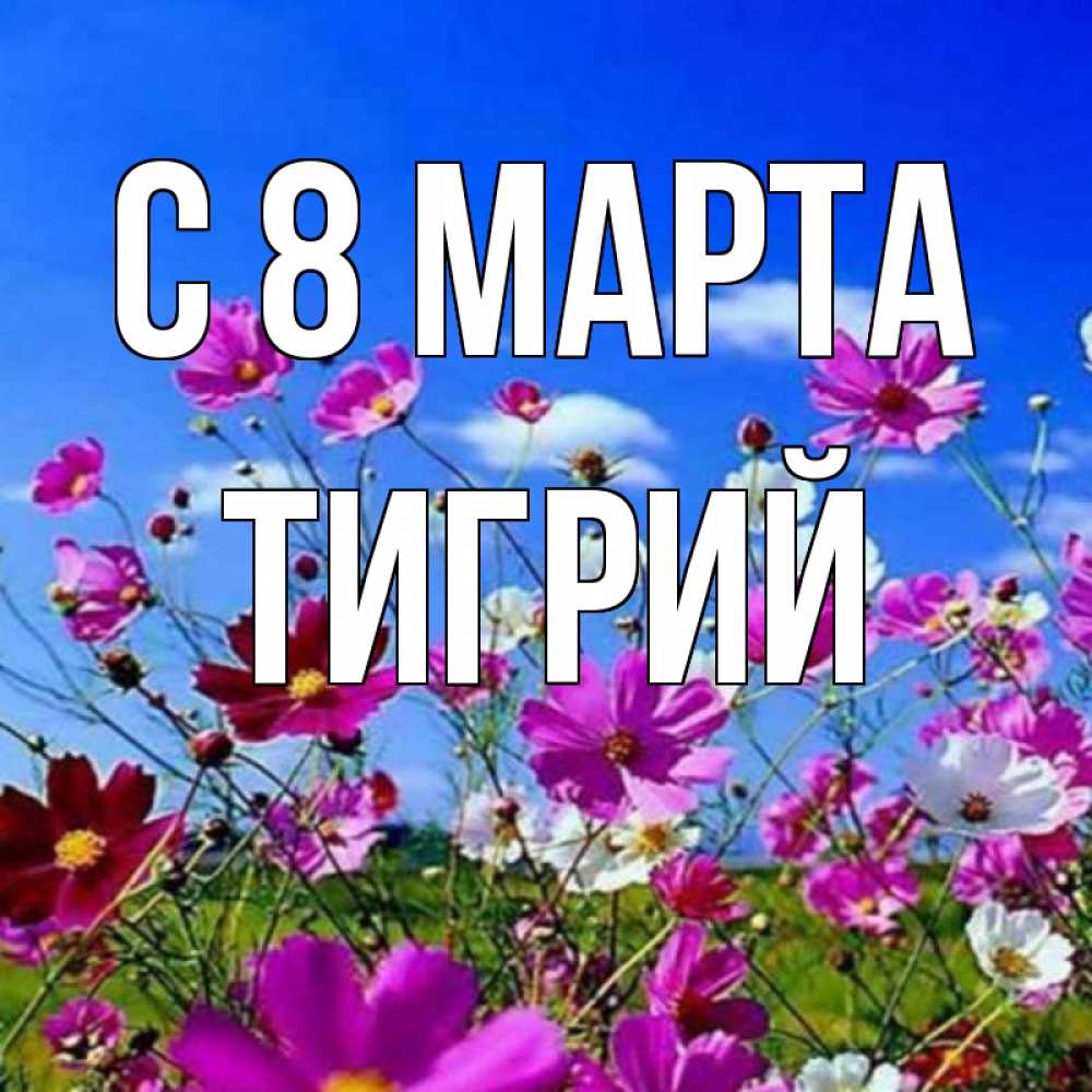 Открытка на каждый день с именем, Тигрий С 8 МАРТА цветы Прикольная открытка с пожеланием онлайн скачать бесплатно 