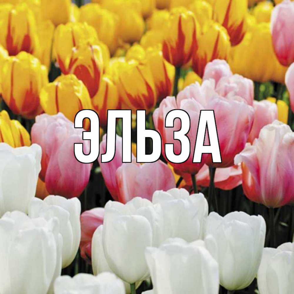 Открытка на каждый день с именем, Эльза Главная разноцветные цветы Прикольная открытка с пожеланием онлайн скачать бесплатно 