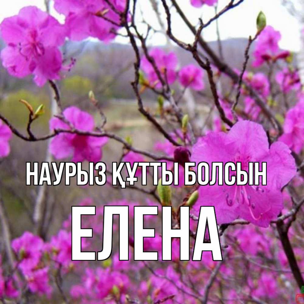 Открытка на каждый день с именем, Елена Наурыз құтты болсын наурыз мейрамы кутты болсын Прикольная открытка с пожеланием онлайн скачать бесплатно 