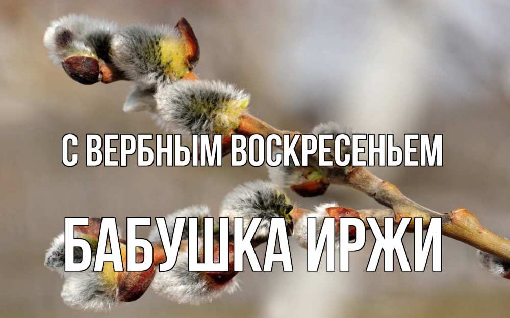 Открытка на каждый день с именем, Бабушка-Иржи С вербным воскресеньем Верба Прикольная открытка с пожеланием онлайн скачать бесплатно 