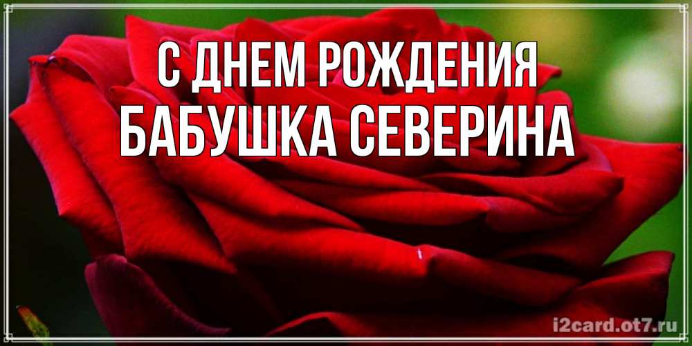 Открытка на каждый день с именем, Бабушка-Северина С днем рождения розочка очень красивая Прикольная открытка с пожеланием онлайн скачать бесплатно 