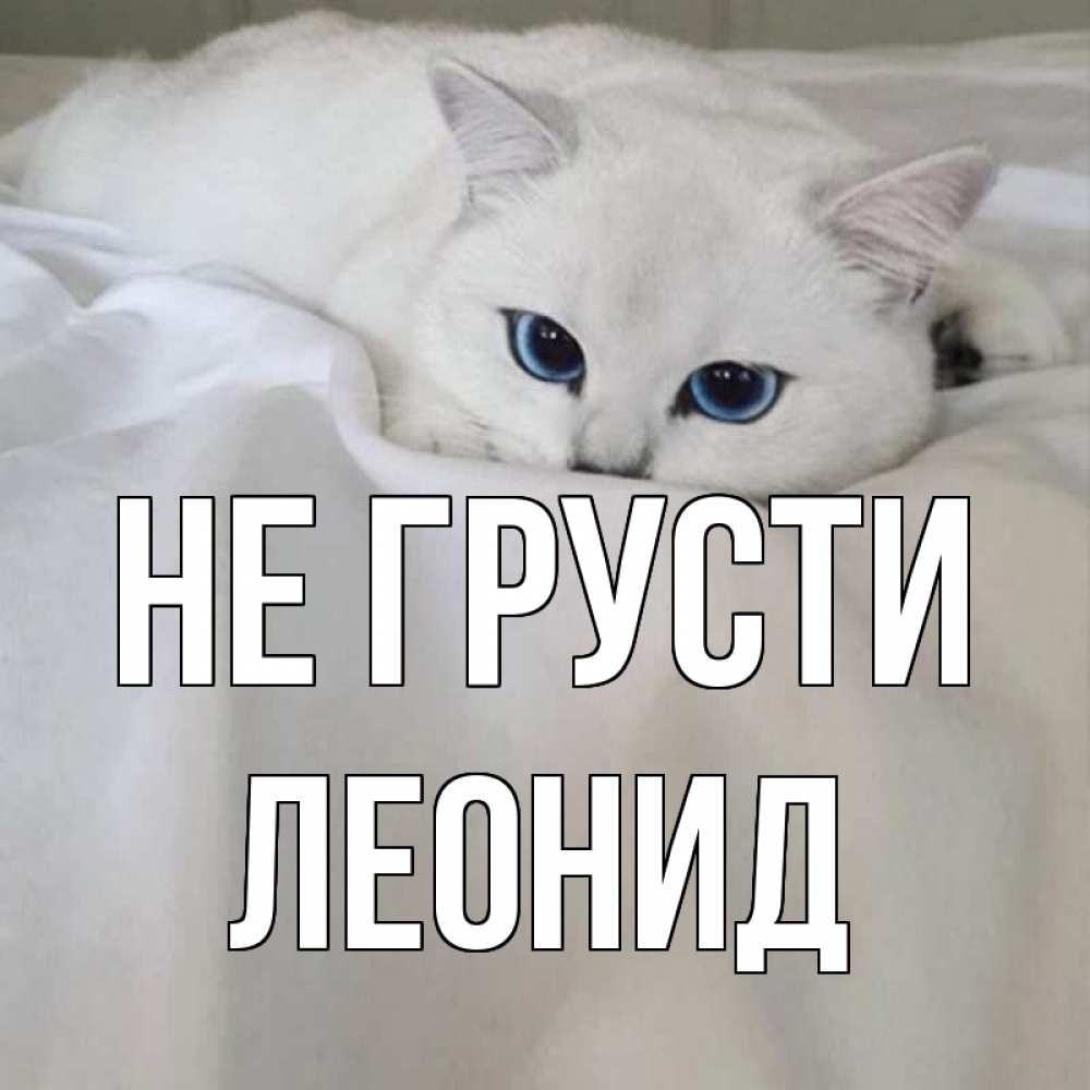 Открытка на каждый день с именем, Леонид Не грусти белый кот с голубыми глазами на белоснежной кровати Прикольная открытка с пожеланием онлайн скачать бесплатно 