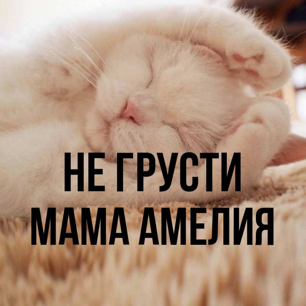 Открытка на каждый день с именем, Мама-Амелия Не грусти Котенок спит Прикольная открытка с пожеланием онлайн скачать бесплатно 