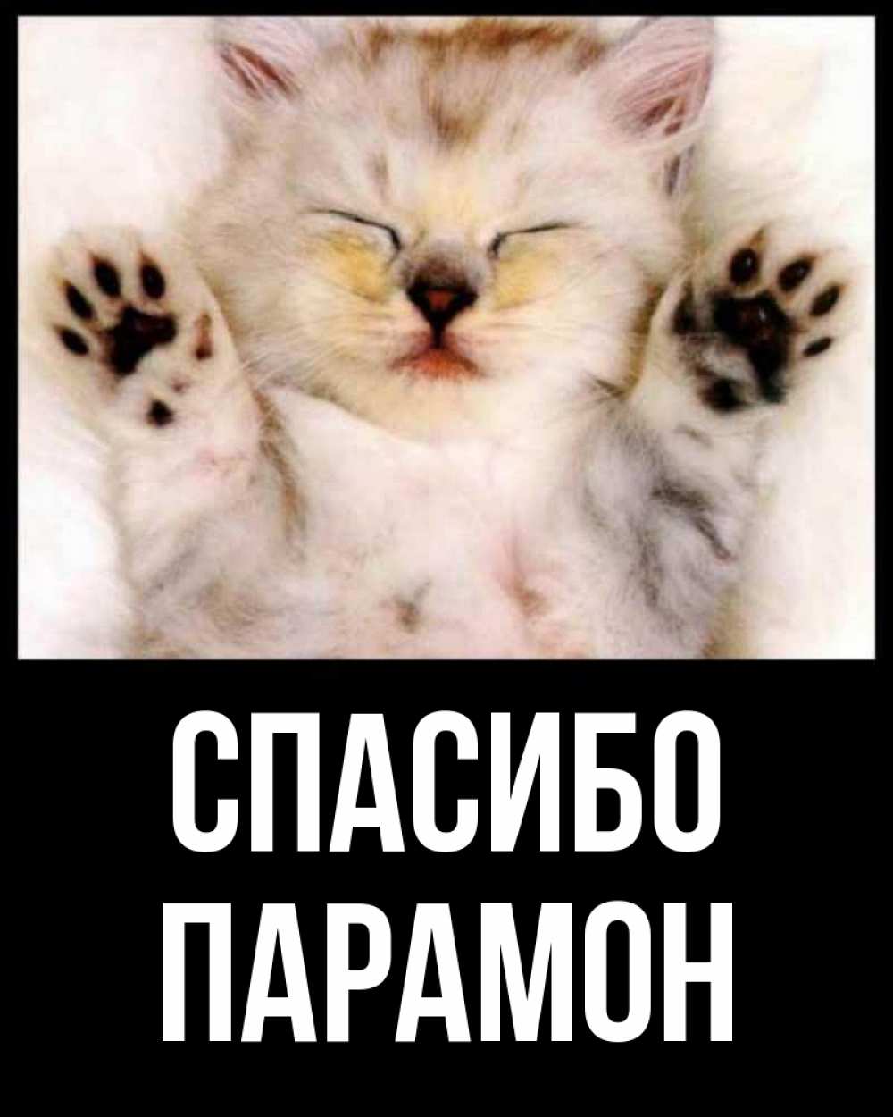 Открытка на каждый день с именем, Парамон Спасибо маленький котенок Прикольная открытка с пожеланием онлайн скачать бесплатно 
