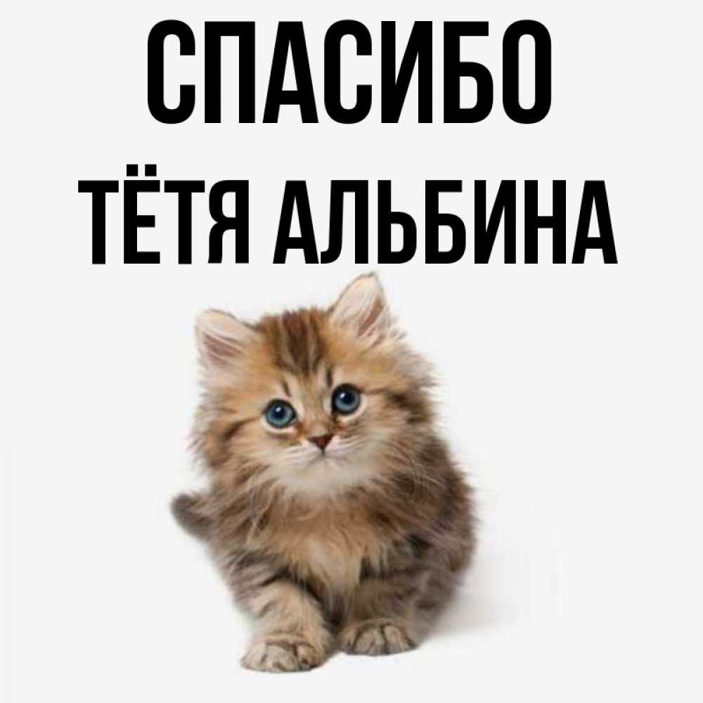 Открытка на каждый день с именем, Тётя-Альбина Спасибо пушистый котик Прикольная открытка с пожеланием онлайн скачать бесплатно 