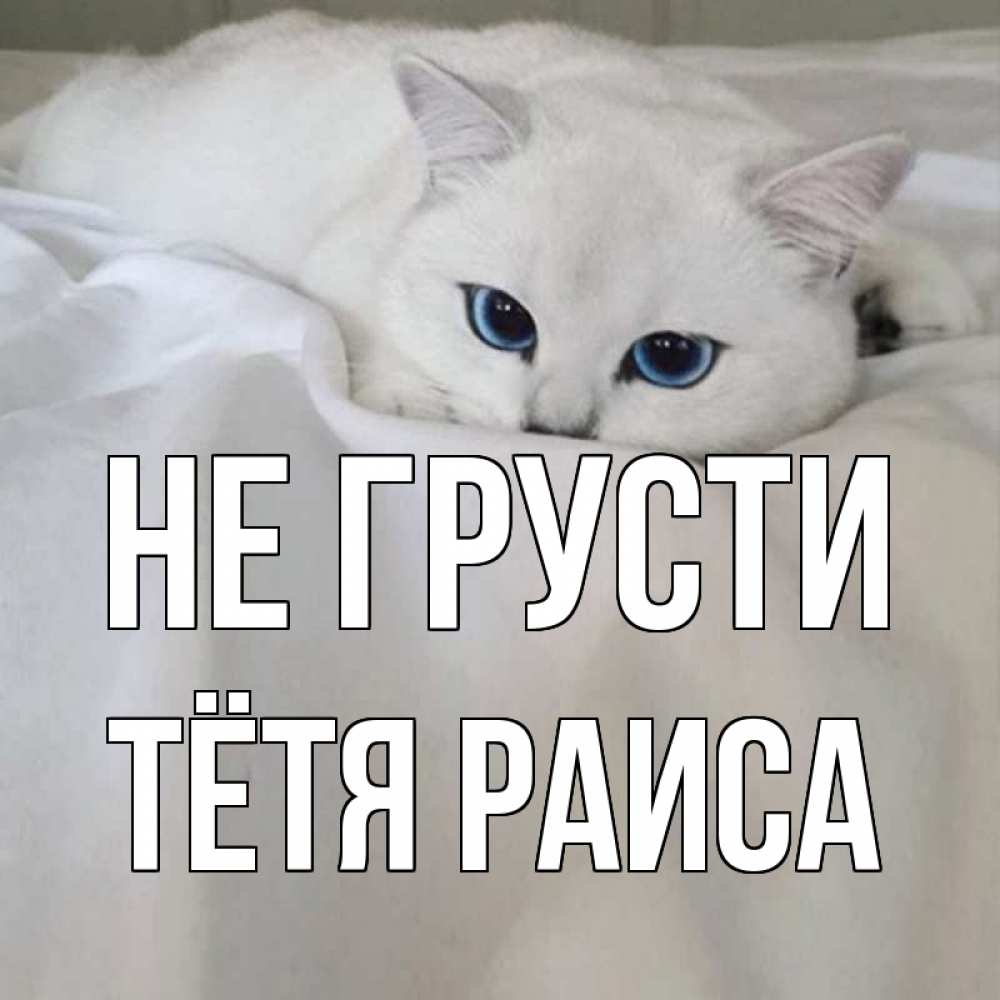 Открытка на каждый день с именем, Тётя-Раиса Не грусти белый кот с голубыми глазами на белоснежной кровати Прикольная открытка с пожеланием онлайн скачать бесплатно 