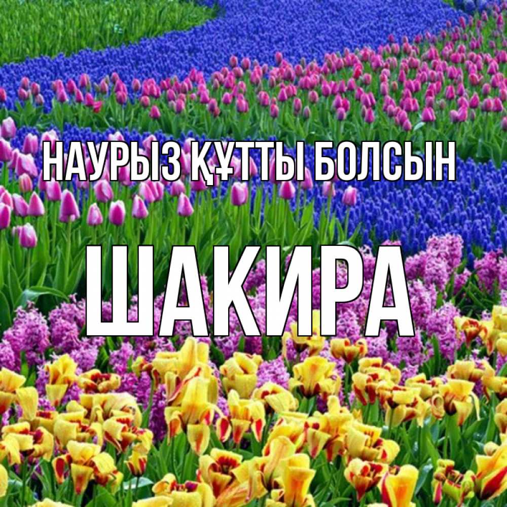 Открытка на каждый день с именем, Шакира Наурыз құтты болсын цветы Прикольная открытка с пожеланием онлайн скачать бесплатно 