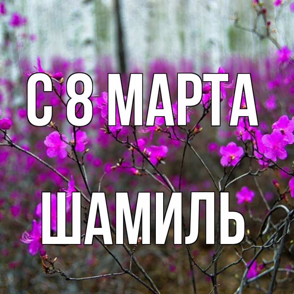 Открытка на каждый день с именем, Шамиль С 8 марта дикие цветы Прикольная открытка с пожеланием онлайн скачать бесплатно 