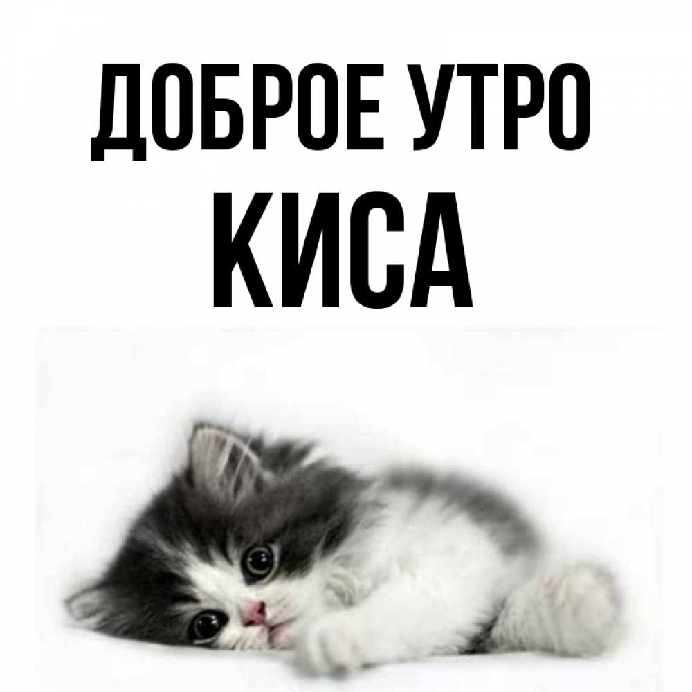 Доброе утро киса картинки