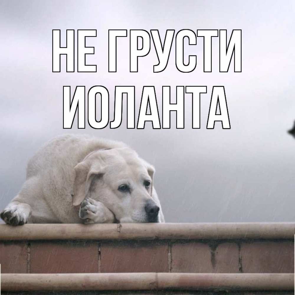 Открытка на каждый день с именем, Иоланта Не грусти белый пес 1 Прикольная открытка с пожеланием онлайн скачать бесплатно 
