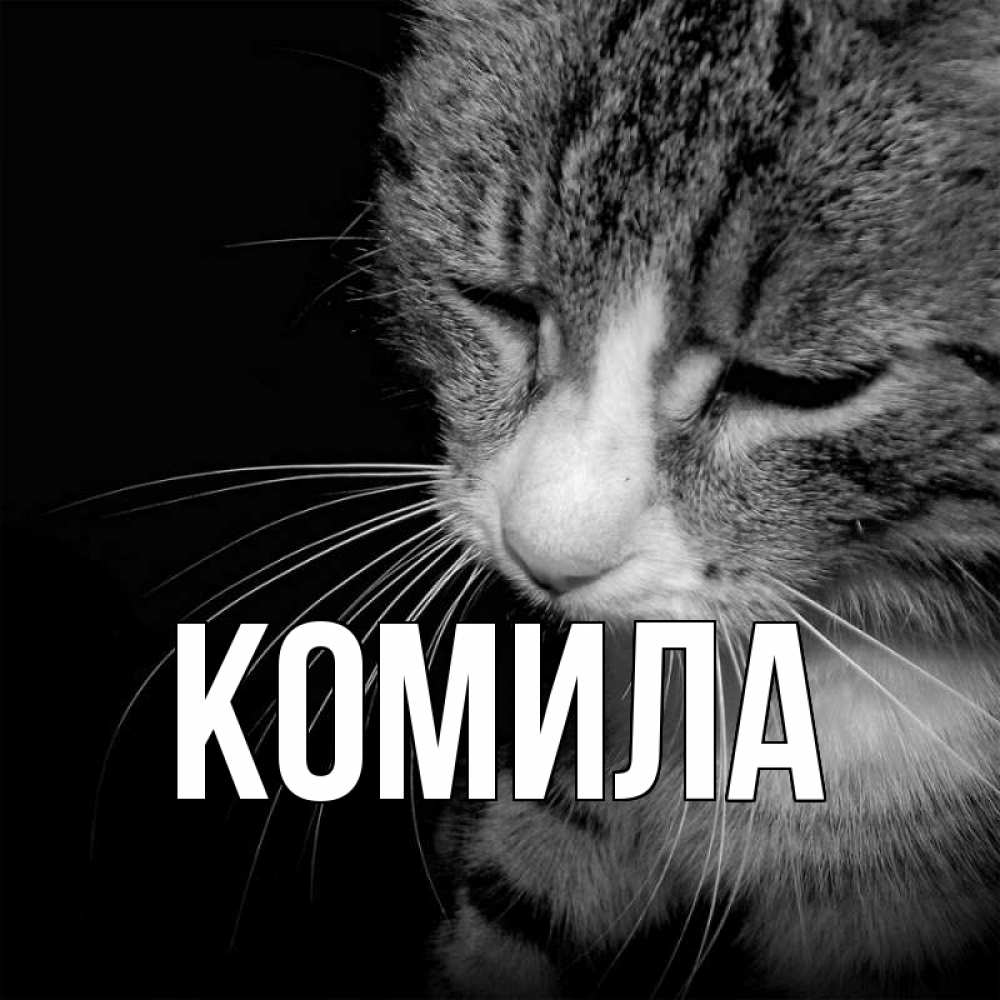 Открытка на каждый день с именем, Комила Главная грустный котик Прикольная открытка с пожеланием онлайн скачать бесплатно 