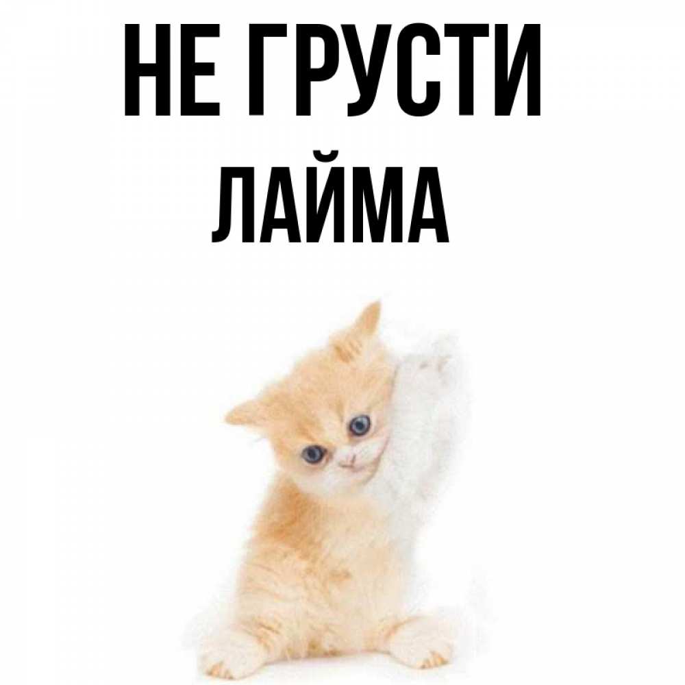 Открытка на каждый день с именем, Лайма Не грусти просящий кот Прикольная открытка с пожеланием онлайн скачать бесплатно 