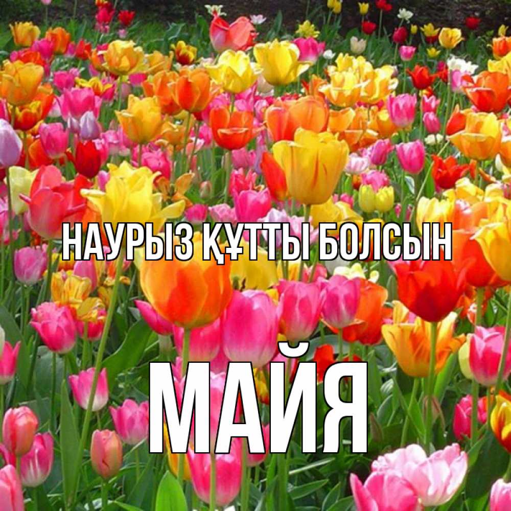 Открытка на каждый день с именем, Майя Наурыз құтты болсын на наурыз  ура ура Прикольная открытка с пожеланием онлайн скачать бесплатно 