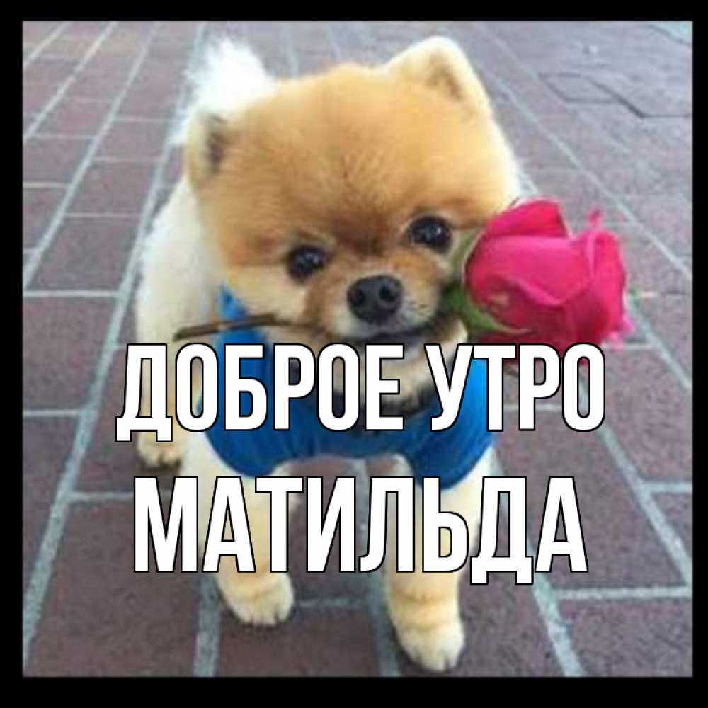 Открытка на каждый день с именем, Матильда Доброе утро роза в зубах Прикольная открытка с пожеланием онлайн скачать бесплатно 