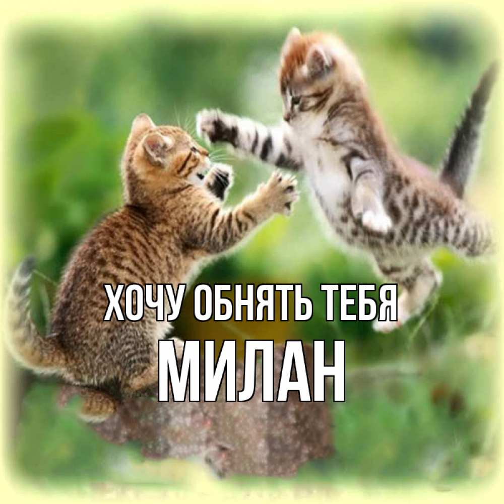 Открытка на каждый день с именем, Милан Хочу обнять тебя игры котят Прикольная открытка с пожеланием онлайн скачать бесплатно 