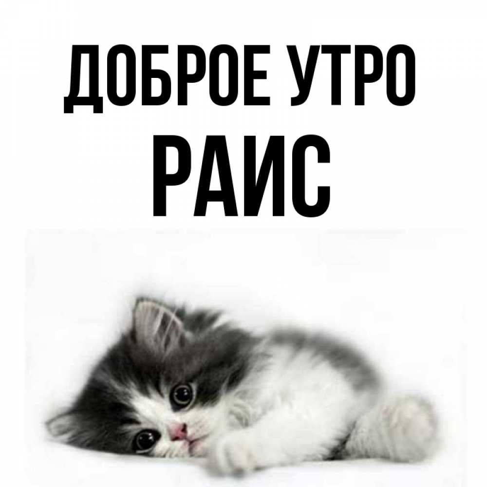 Открытка на каждый день с именем, Раис Доброе утро кот лапки Прикольная открытка с пожеланием онлайн скачать бесплатно 