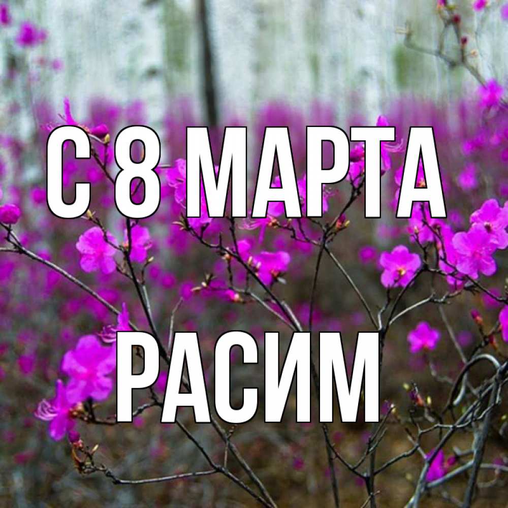 Открытка на каждый день с именем, Расим С 8 МАРТА дикие цветы Прикольная открытка с пожеланием онлайн скачать бесплатно 