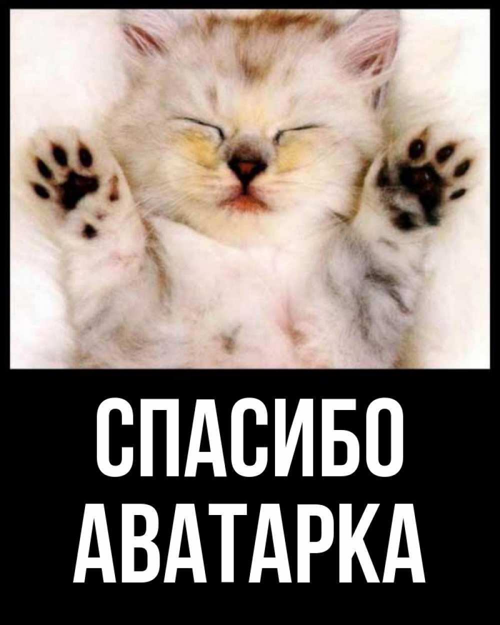 Спасибо котик картинка