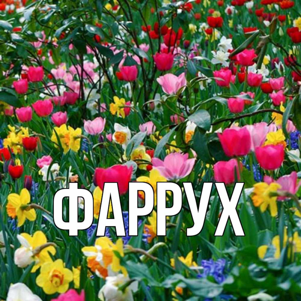 Картинка  с именем , Фаррух