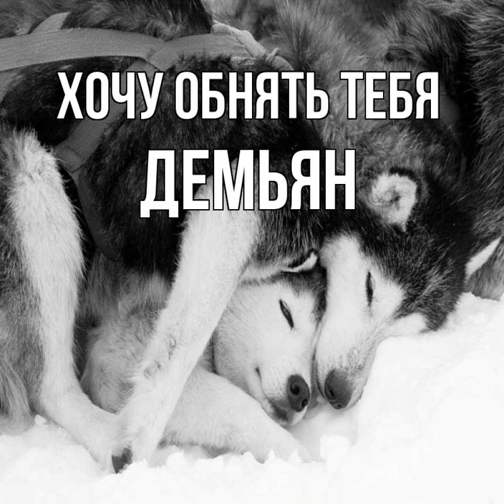 Открытка на каждый день с именем, Демьян Хочу обнять тебя собачки в упряжке Прикольная открытка с пожеланием онлайн скачать бесплатно 