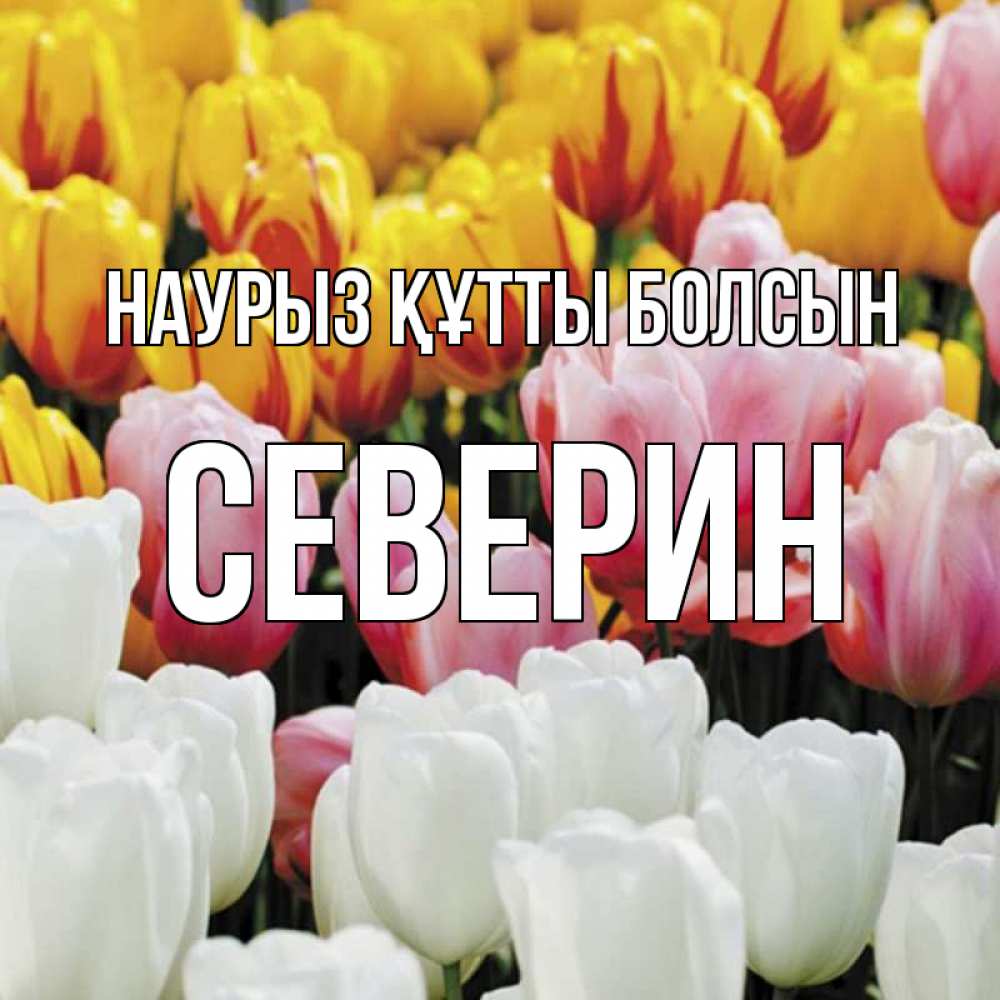 Открытка на каждый день с именем, Северин Наурыз құтты болсын разноцветные цветы Прикольная открытка с пожеланием онлайн скачать бесплатно 