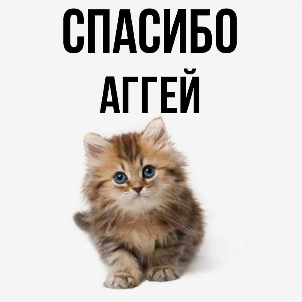 Открытка на каждый день с именем, Аггей Спасибо пушистый котик Прикольная открытка с пожеланием онлайн скачать бесплатно 