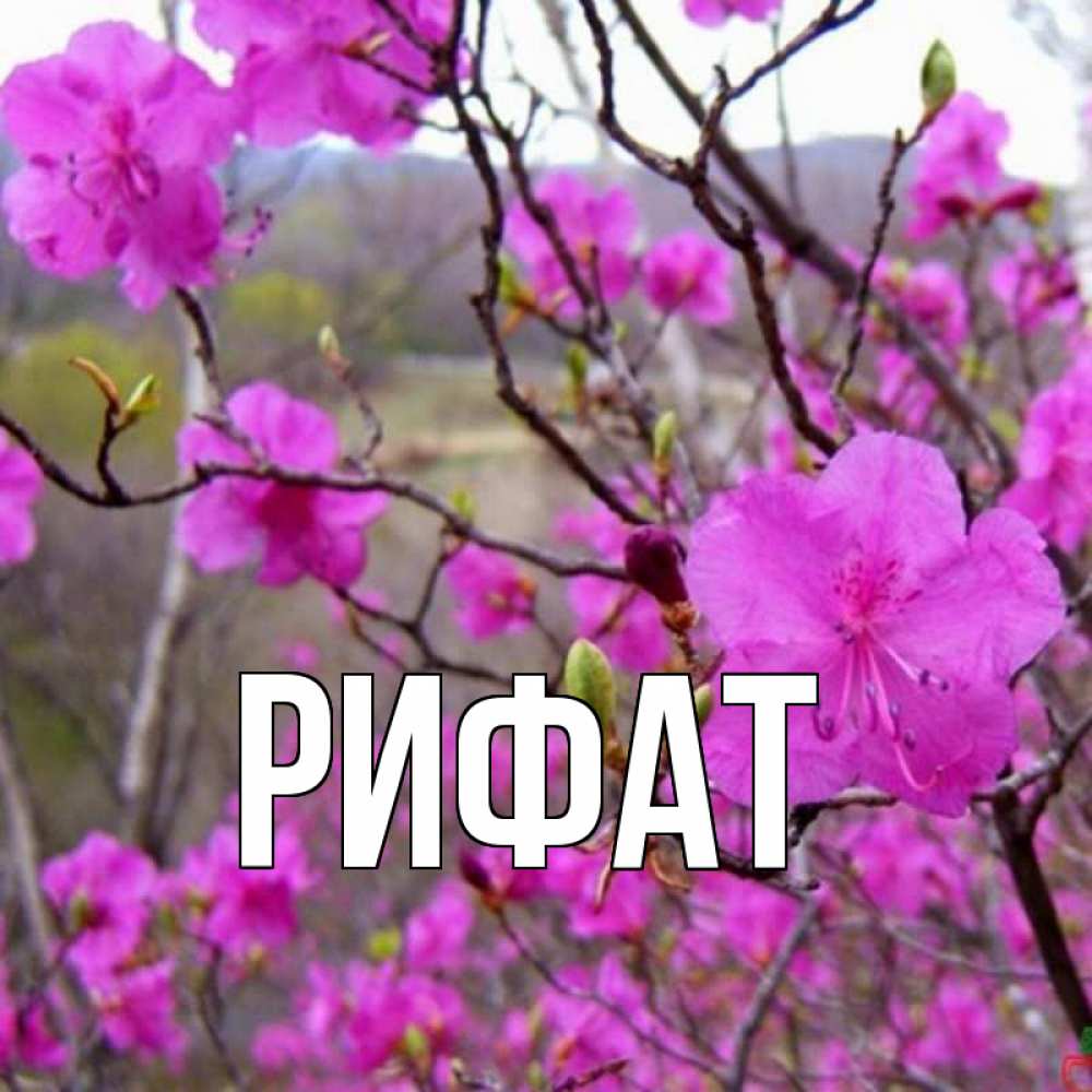 Открытка на каждый день с именем, Рифат Главная наурыз мейрамы кутты болсын Прикольная открытка с пожеланием онлайн скачать бесплатно 