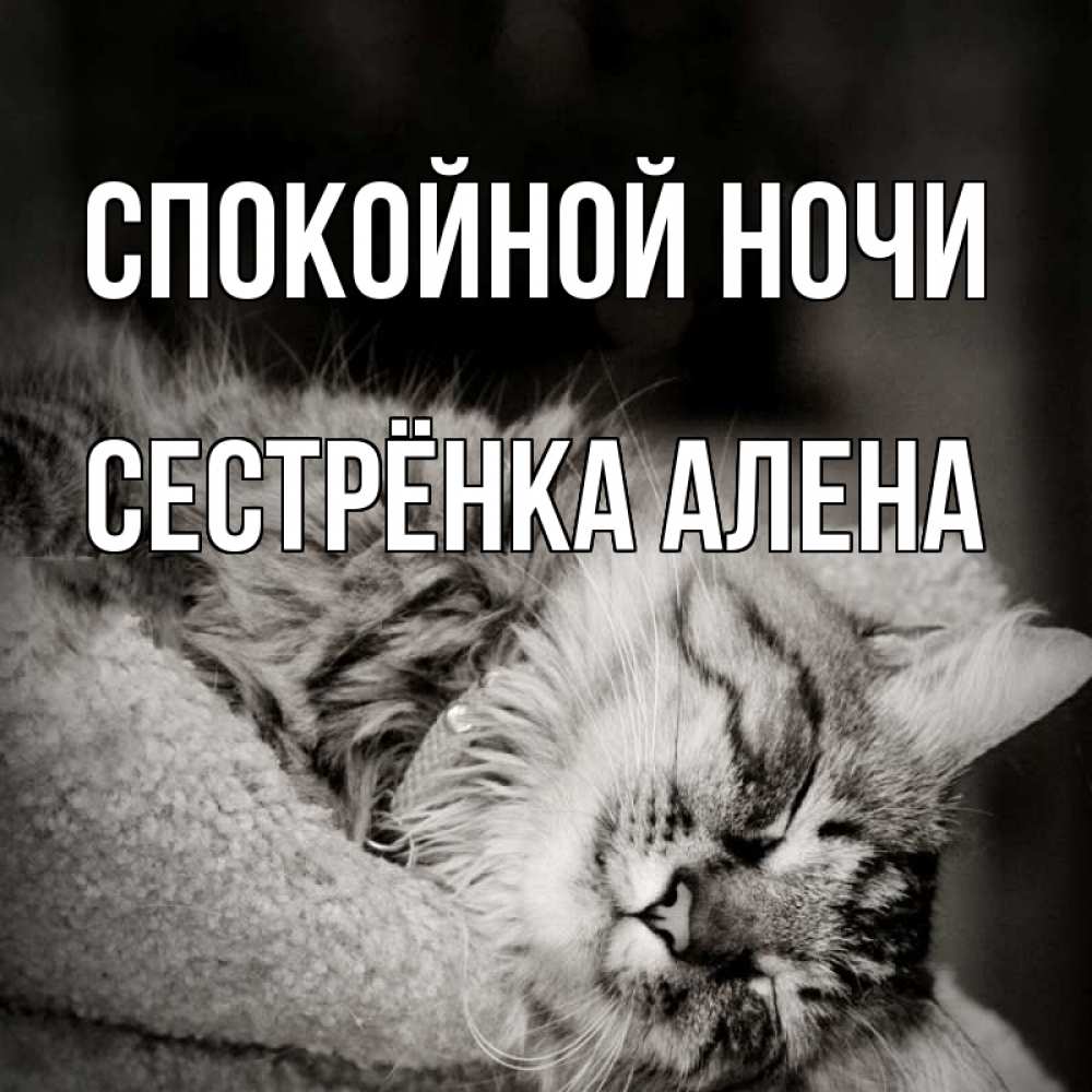 Открытка на каждый день с именем, Сестрёнка-Алена Спокойной ночи котярик пушистый Прикольная открытка с пожеланием онлайн скачать бесплатно 