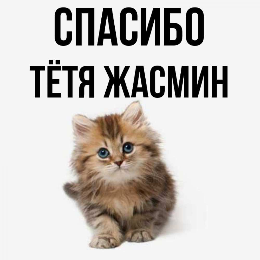 Открытка на каждый день с именем, Тётя-Жасмин Спасибо пушистый котик Прикольная открытка с пожеланием онлайн скачать бесплатно 