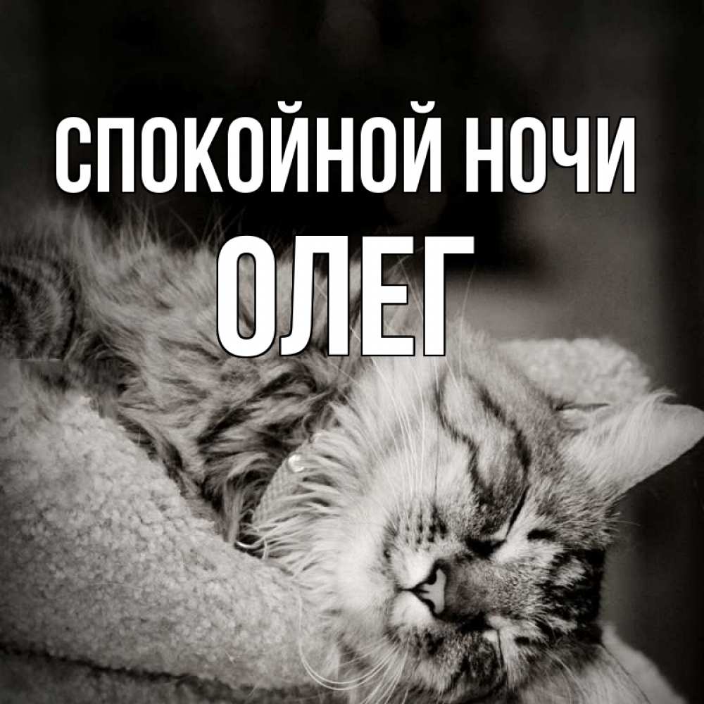 Открытка на каждый день с именем, Олег Спокойной ночи котярик пушистый Прикольная открытка с пожеланием онлайн скачать бесплатно 
