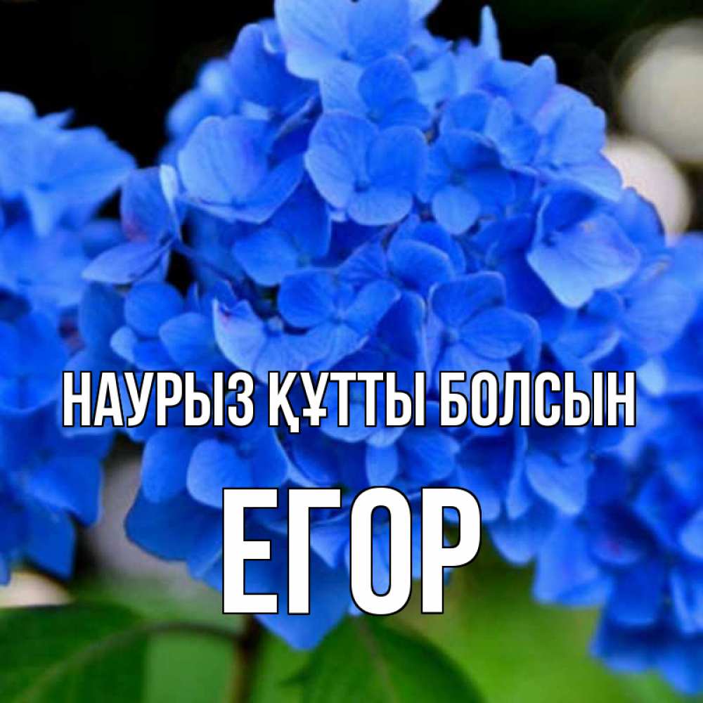 Открытка на каждый день с именем, Егор Наурыз құтты болсын синие цветы Прикольная открытка с пожеланием онлайн скачать бесплатно 