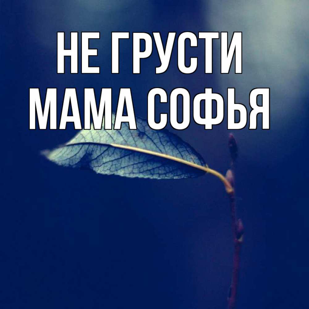 Открытка на каждый день с именем, Мама-Софья Не грусти растение Прикольная открытка с пожеланием онлайн скачать бесплатно 