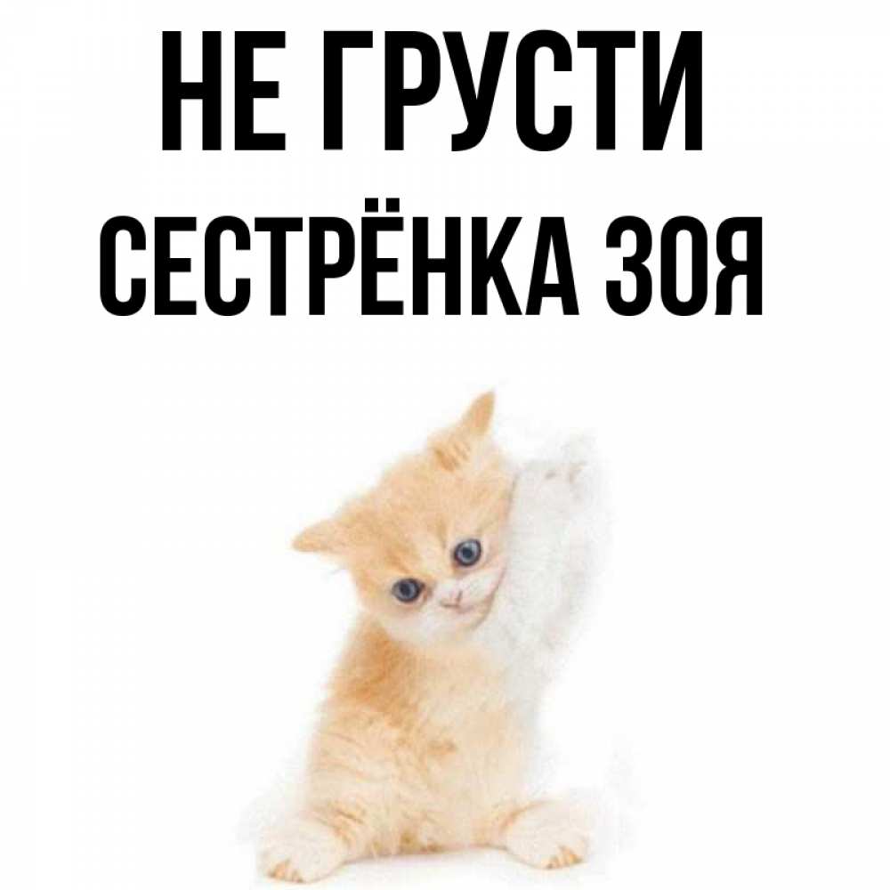 Открытка на каждый день с именем, Сестрёнка-Зоя Не грусти просящий кот Прикольная открытка с пожеланием онлайн скачать бесплатно 