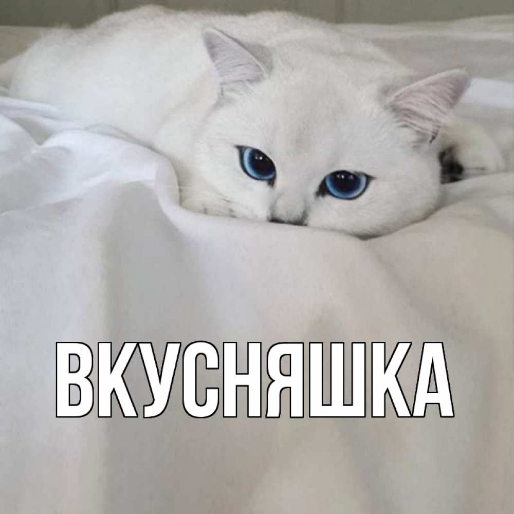 Открытка на каждый день с именем, Вкусняшка Главная белый кот с голубыми глазами на белоснежной кровати Прикольная открытка с пожеланием онлайн скачать бесплатно 