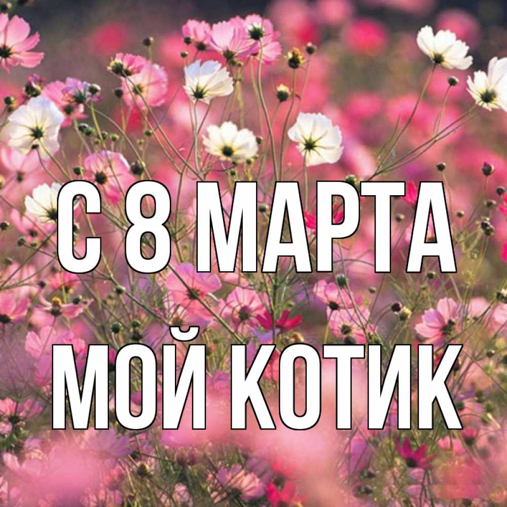Открытка на каждый день с именем, мой-Котик С 8 МАРТА красиво 1 Прикольная открытка с пожеланием онлайн скачать бесплатно 