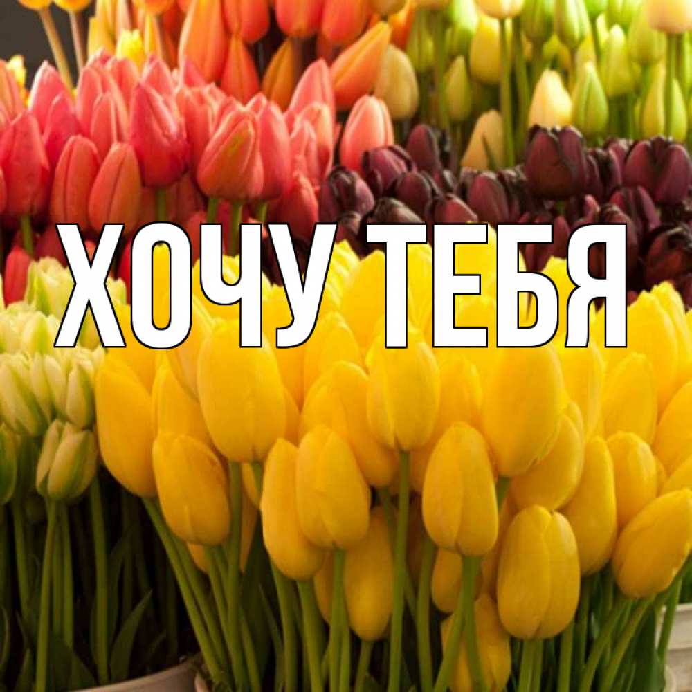 Открытка на каждый день с именем, Хочу-тебя Главная цветы Прикольная открытка с пожеланием онлайн скачать бесплатно 
