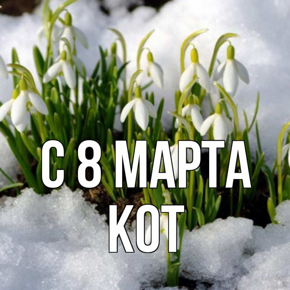 Открытка на каждый день с именем, Кот С 8 МАРТА цветы весенние Прикольная открытка с пожеланием онлайн скачать бесплатно 