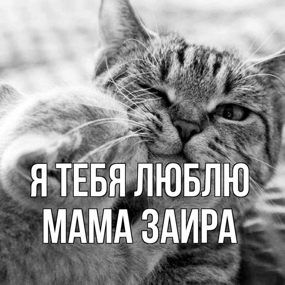 Открытка на каждый день с именем, Мама-Заира Я тебя люблю коты Прикольная открытка с пожеланием онлайн скачать бесплатно 