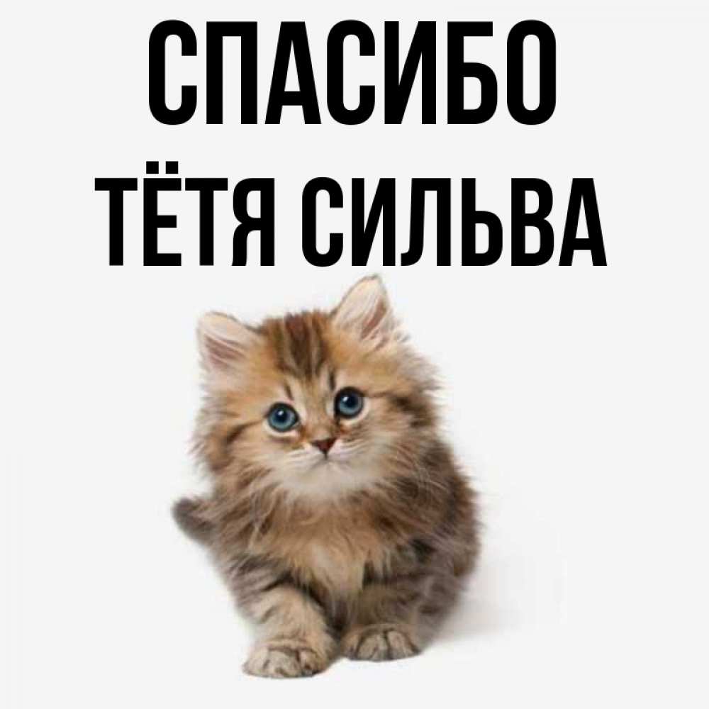 Открытка на каждый день с именем, Тётя-Сильва Спасибо пушистый котик Прикольная открытка с пожеланием онлайн скачать бесплатно 