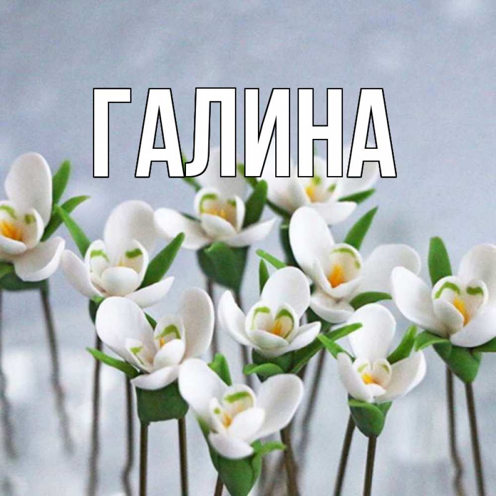 Открытка на каждый день с именем, Галина Главная весенние цветы Прикольная открытка с пожеланием онлайн скачать бесплатно 