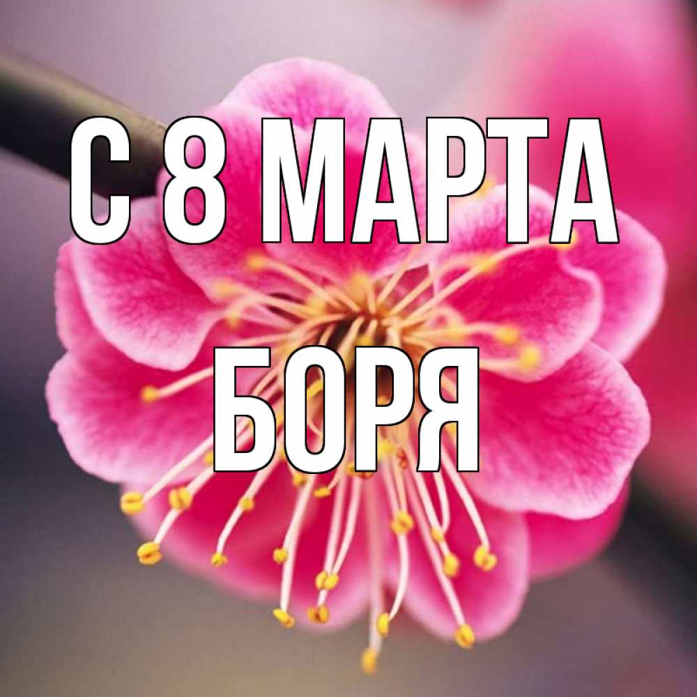 Открытка на каждый день с именем, Боря С 8 МАРТА цветы Прикольная открытка с пожеланием онлайн скачать бесплатно 