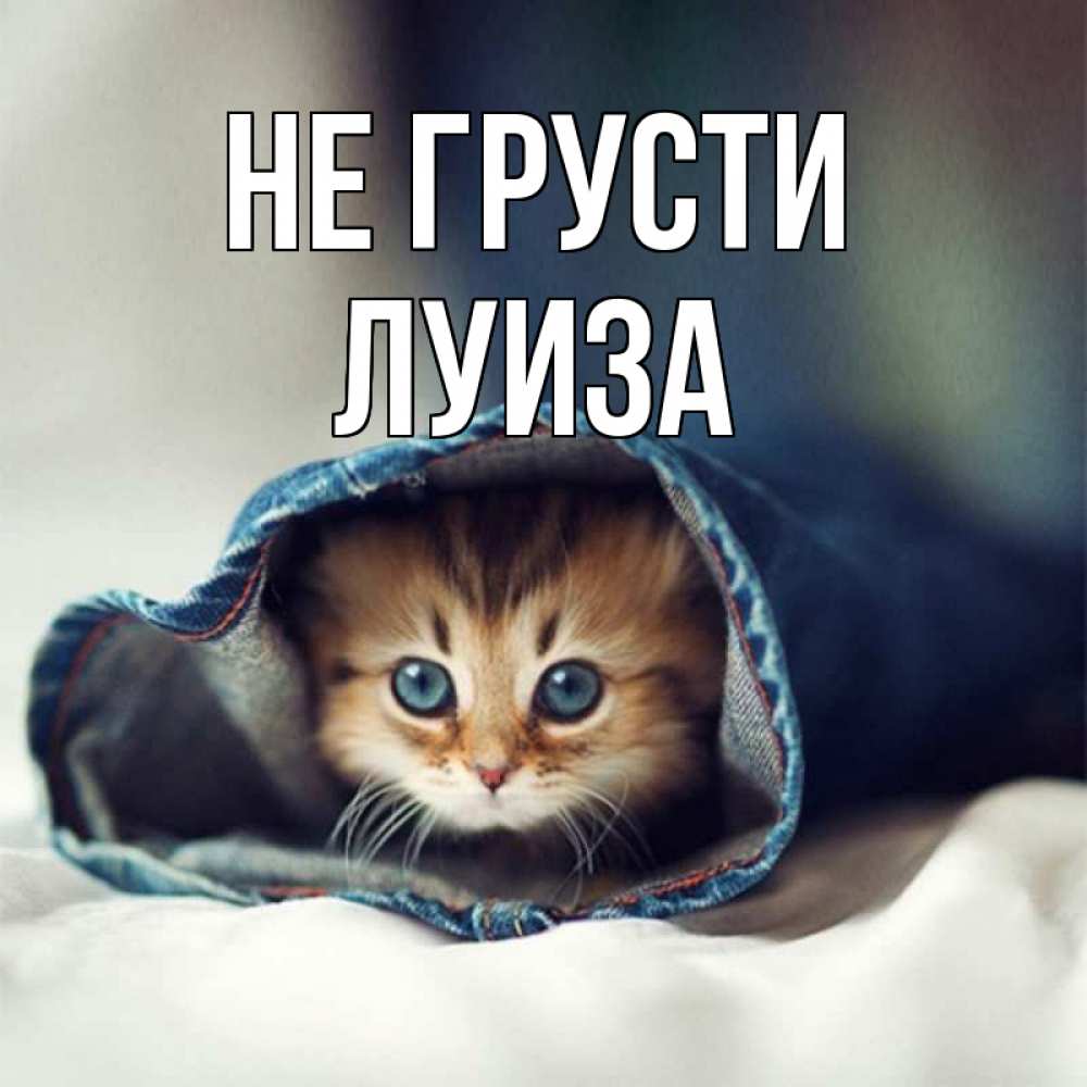 Открытка на каждый день с именем, Луиза Не грусти кот в одежде Прикольная открытка с пожеланием онлайн скачать бесплатно 