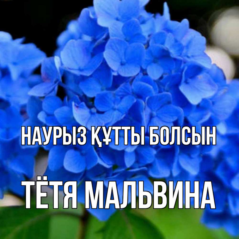 Открытка на каждый день с именем, Тётя-Мальвина Наурыз құтты болсын синие цветы Прикольная открытка с пожеланием онлайн скачать бесплатно 