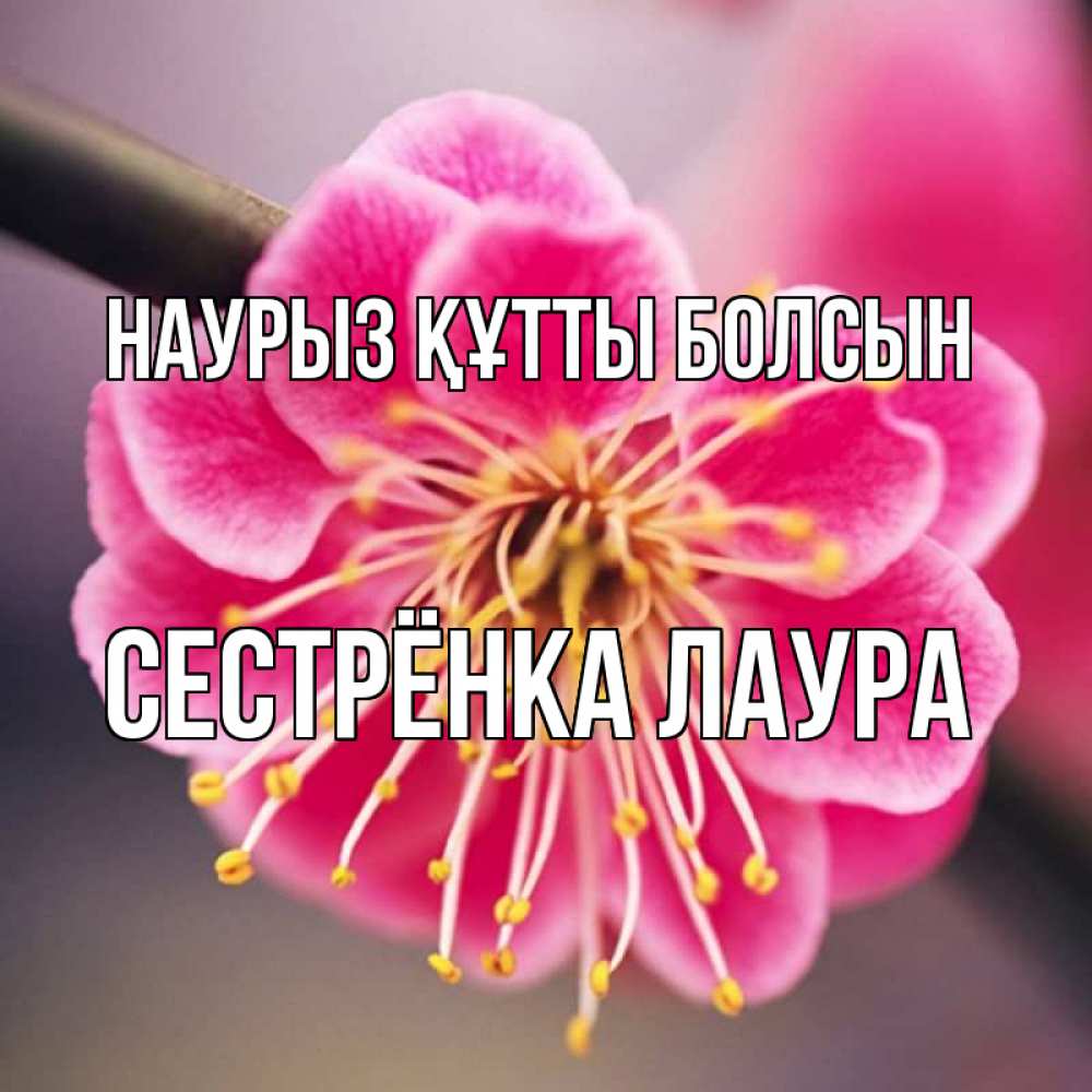 Открытка на каждый день с именем, Сестрёнка-Лаура Наурыз құтты болсын цветы Прикольная открытка с пожеланием онлайн скачать бесплатно 