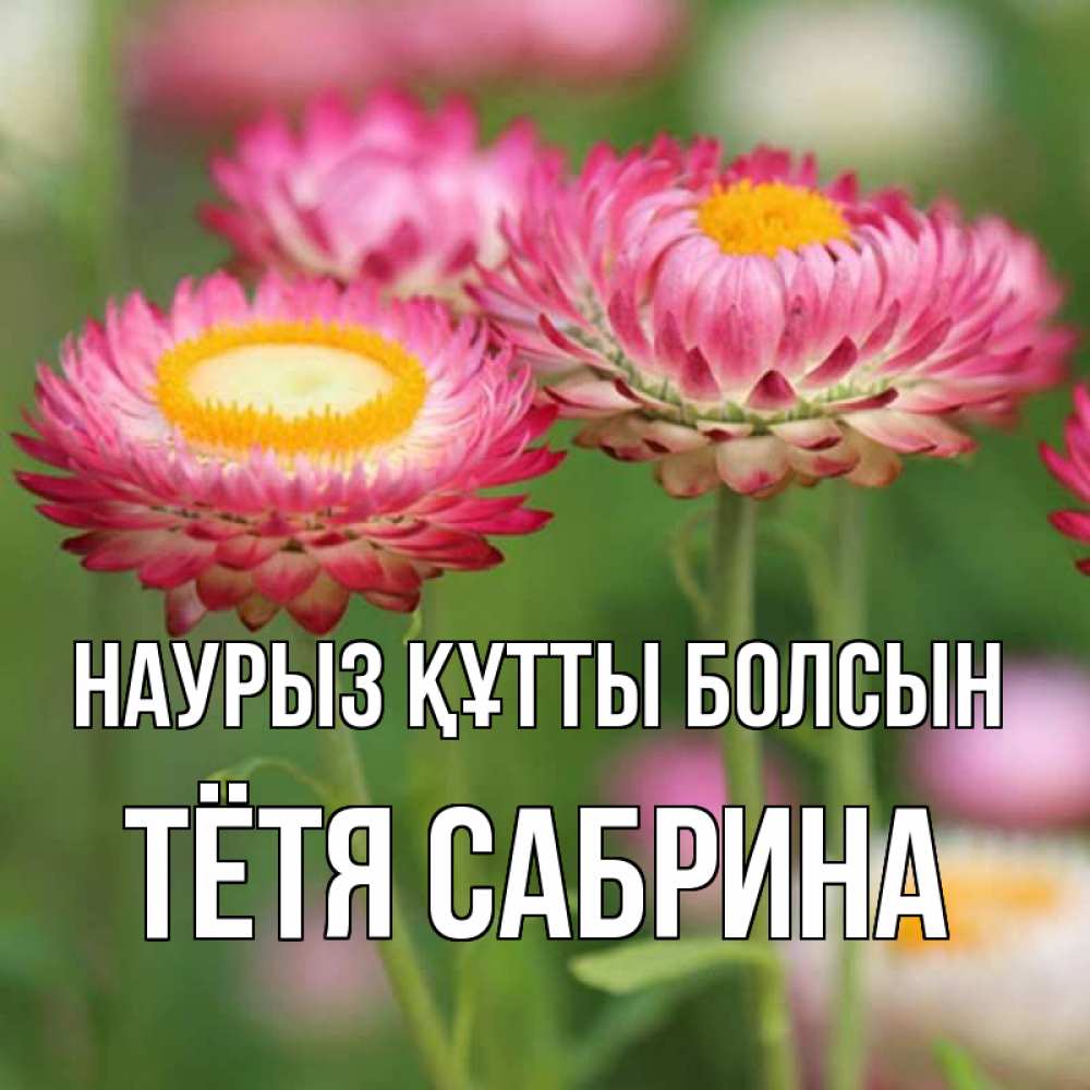 Открытка на каждый день с именем, Тётя-Сабрина Наурыз құтты болсын подарок на международный женский день Прикольная открытка с пожеланием онлайн скачать бесплатно 