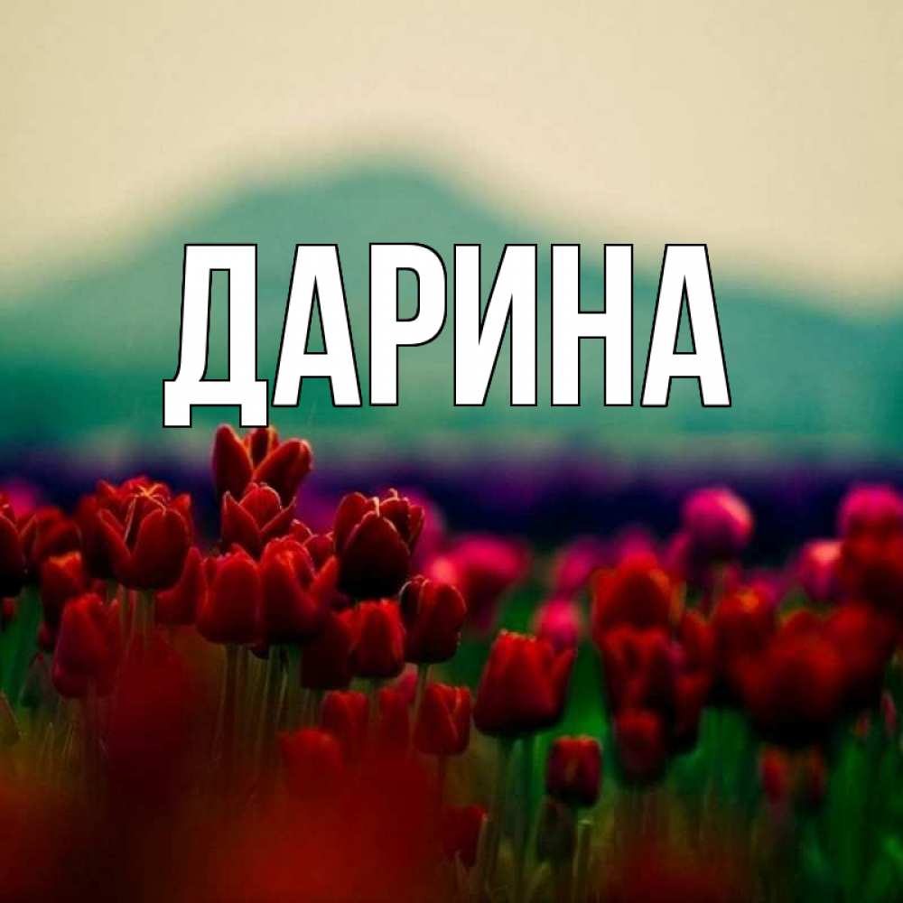 Открытка на каждый день с именем, Дарина Главная тюльпаны 4 Прикольная открытка с пожеланием онлайн скачать бесплатно 