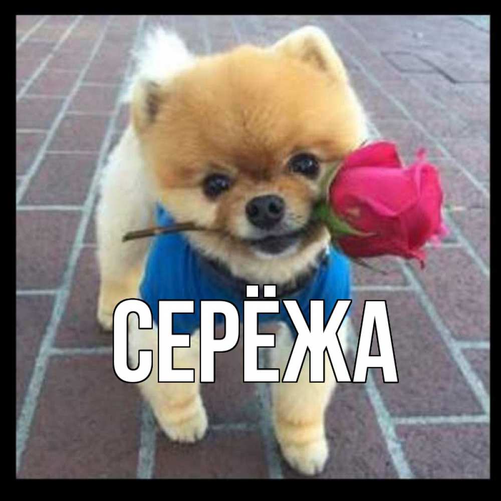 Картинка  с именем , Серёжа