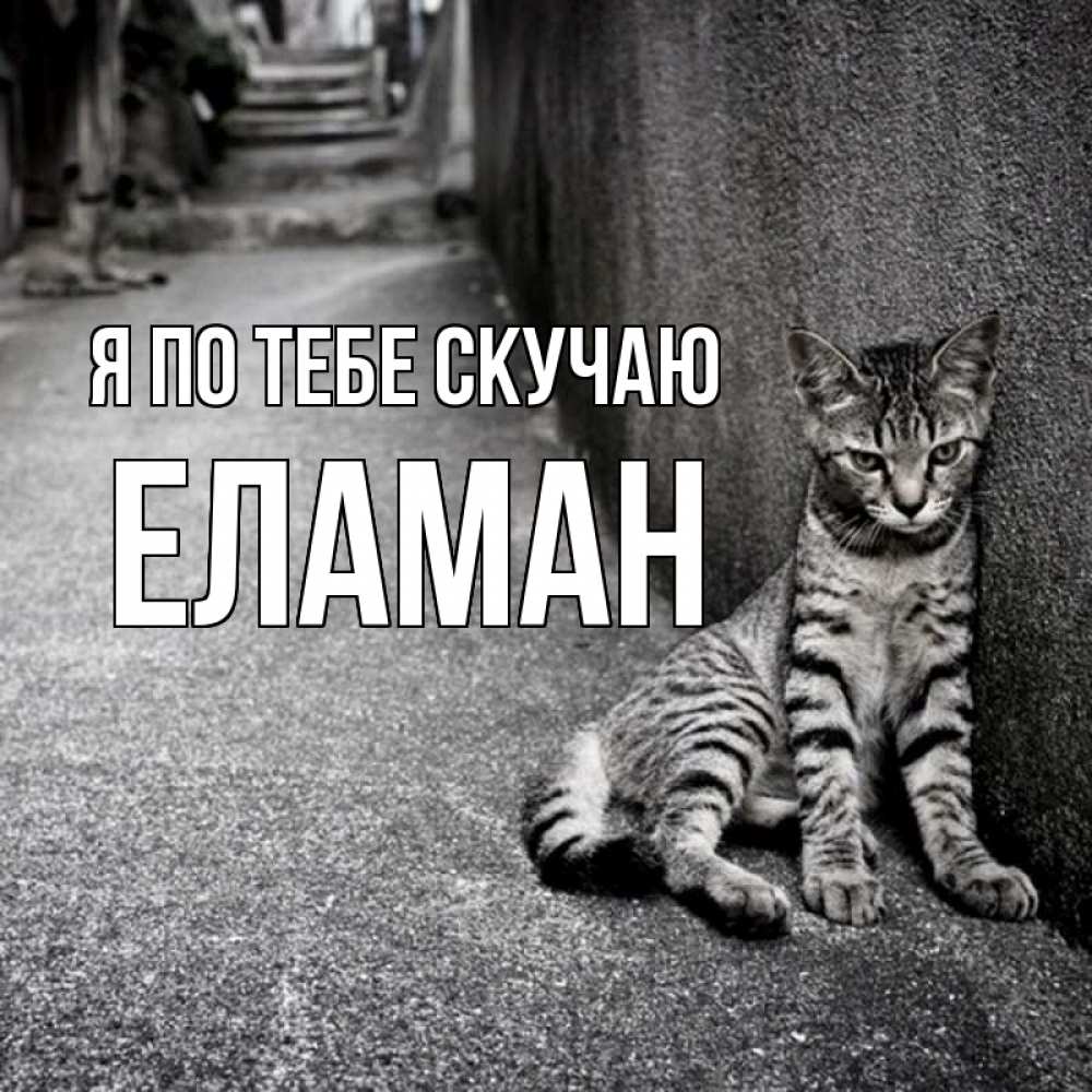 Картинка Я по тебе скучаю, Еламан