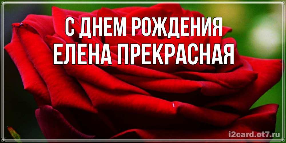 Открытка на каждый день с именем, Елена-Прекрасная С днем рождения розочка очень красивая Прикольная открытка с пожеланием онлайн скачать бесплатно 